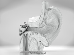 Ear Anatomy Modelo 3D