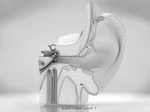 Ear Anatomy 3D Model