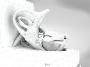 Ear Anatomy Modelo 3D