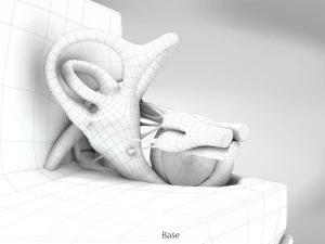 Ear Anatomy 3D Model
