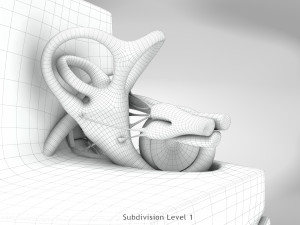 Ear Anatomy Modelo 3D
