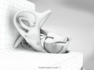 Ear Anatomy 3D Model