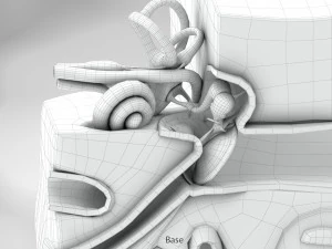 Ear Anatomy 3D Model