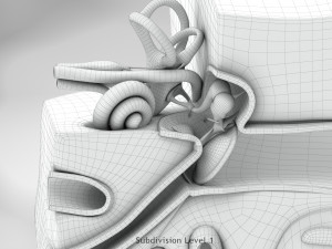 Ear Anatomy Modelo 3D