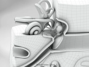 Ear Anatomy 3D Model