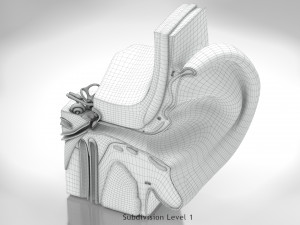 Ear Anatomy Modelo 3D