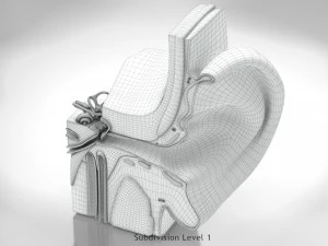 Ear Anatomy 3D Model