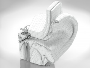 Ear Anatomy Modelo 3D
