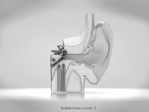 Ear Anatomy Modelo 3D