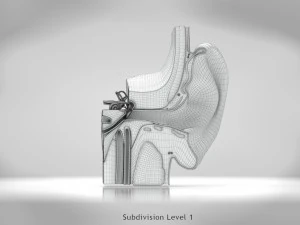 Ear Anatomy 3D Model
