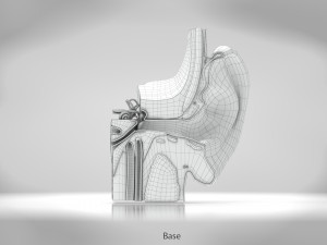 Ear Anatomy Modelo 3D