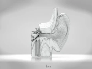 Ear Anatomy 3D Model