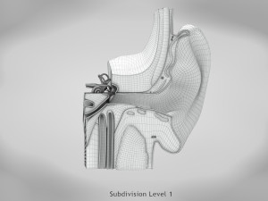 Ear Anatomy Modelo 3D