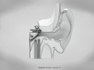 Ear Anatomy 3D Model