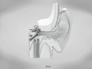 Ear Anatomy 3D Model