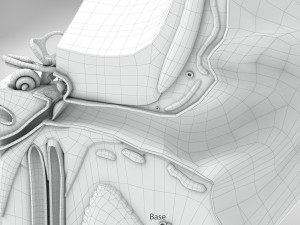 Ear Anatomy Modelo 3D