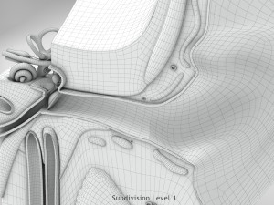 Ear Anatomy Modelo 3D