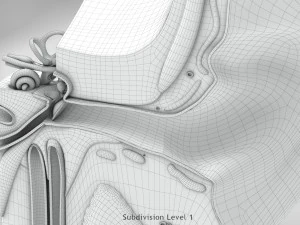 Ear Anatomy 3D Model