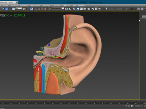Ear Anatomy Modelo 3D