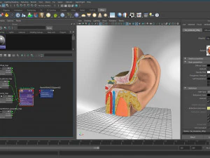 Ear Anatomy 3D Model