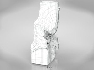 Ear Anatomy Modelo 3D