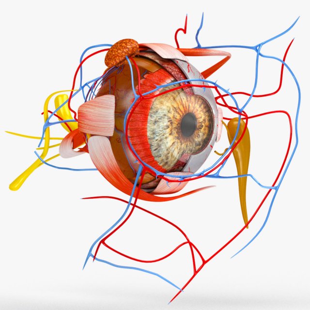 Eye Anatomy 3D Model .c4d .max .obj .3ds .fbx .stl .blend 