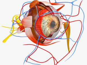 Eye Anatomy 3D 模型