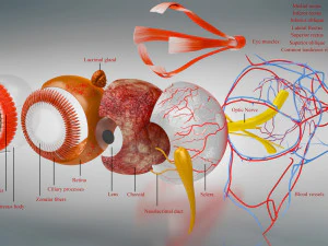 Eye Anatomy 3D Model