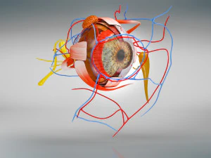 Eye Anatomy 3D Model