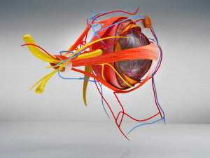 Eye Anatomy 3D Model