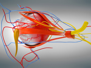 Eye Anatomy 3D Model