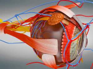 Eye Anatomy 3D Model