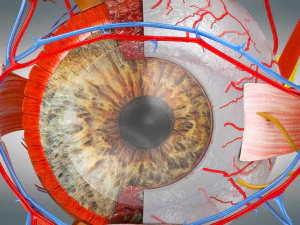 Eye Anatomy 3D Model