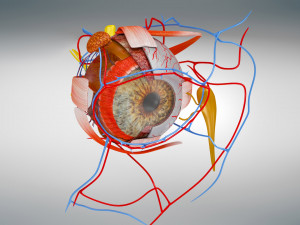 Eye Anatomy 3D Model