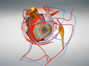Eye Anatomy 3D Model