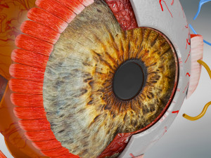 Eye Anatomy 3D Model