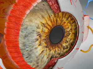 Eye Anatomy 3D Model