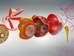 Eye Anatomy 3D Model
