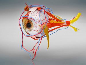 Eye Anatomy 3D Model