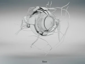 Eye Anatomy 3D Model