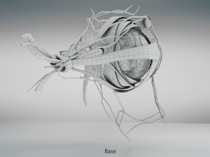 Eye Anatomy 3D Model