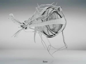 Eye Anatomy 3D Model