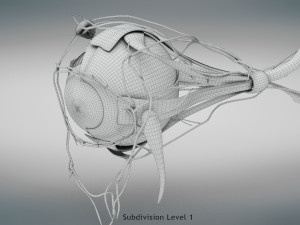Eye Anatomy 3D Model