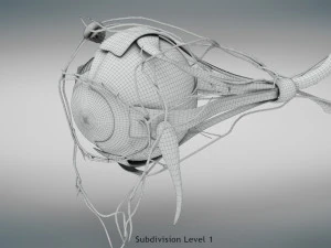 Eye Anatomy 3D Model