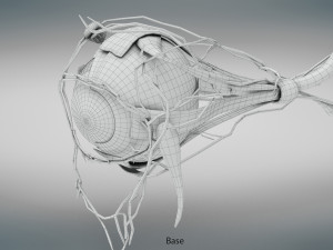 Eye Anatomy 3D Model