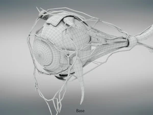 Eye Anatomy 3D Model