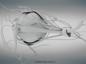 Eye Anatomy 3D Model