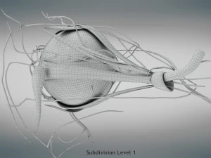 Eye Anatomy 3D Model