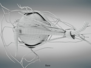 Eye Anatomy 3D Model
