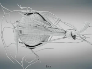 Eye Anatomy 3D Model